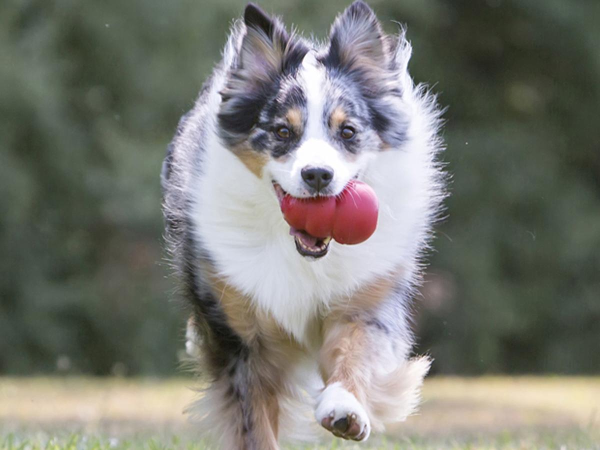 KONG - Inspiracje na wypełnianie zabawek