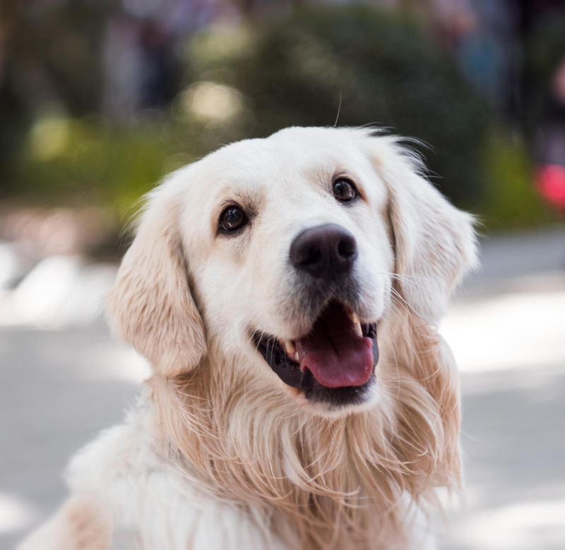 Nowa odsłona Twojego sklepu zoologicznego