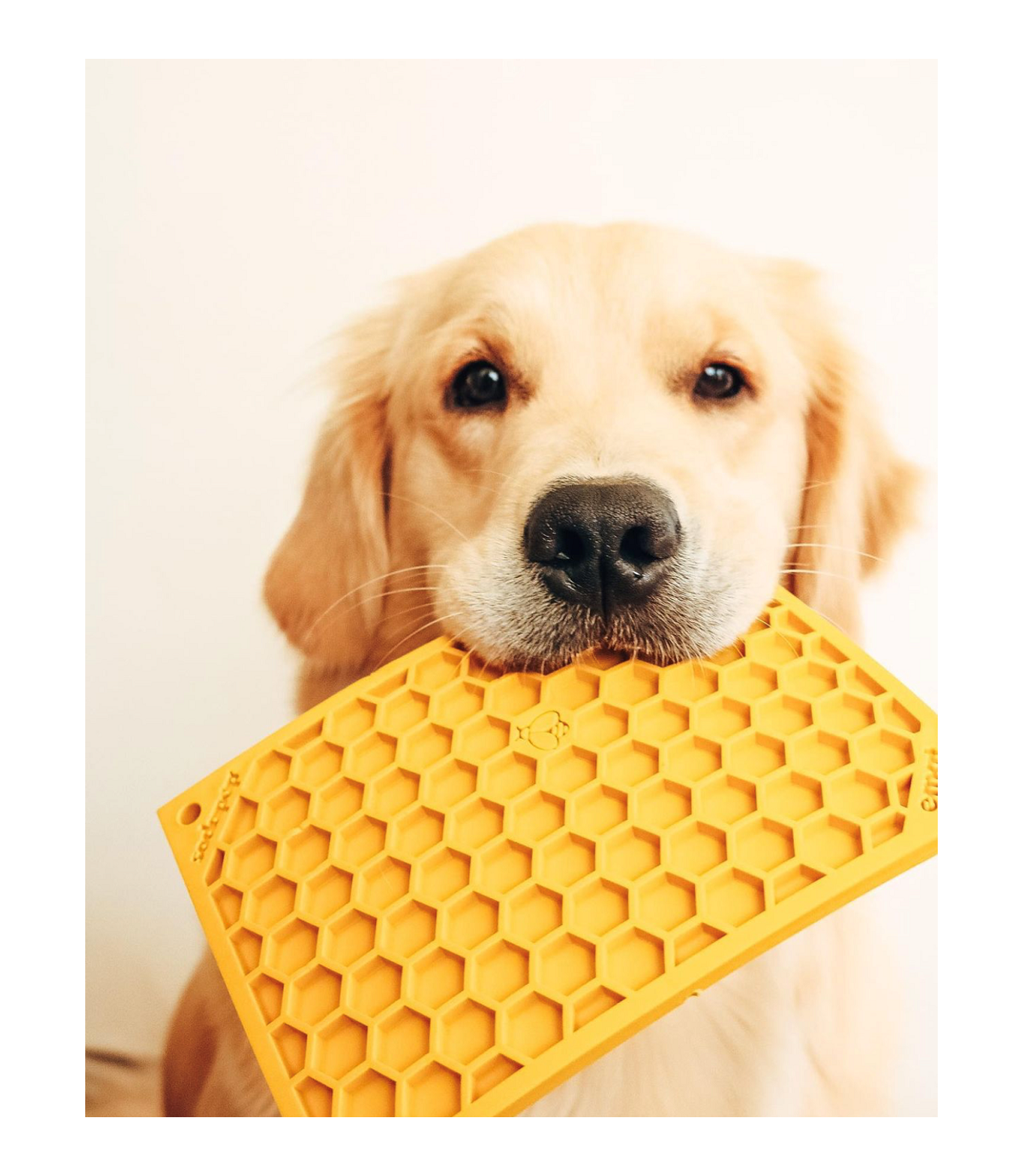 Mata Plaster miodu L