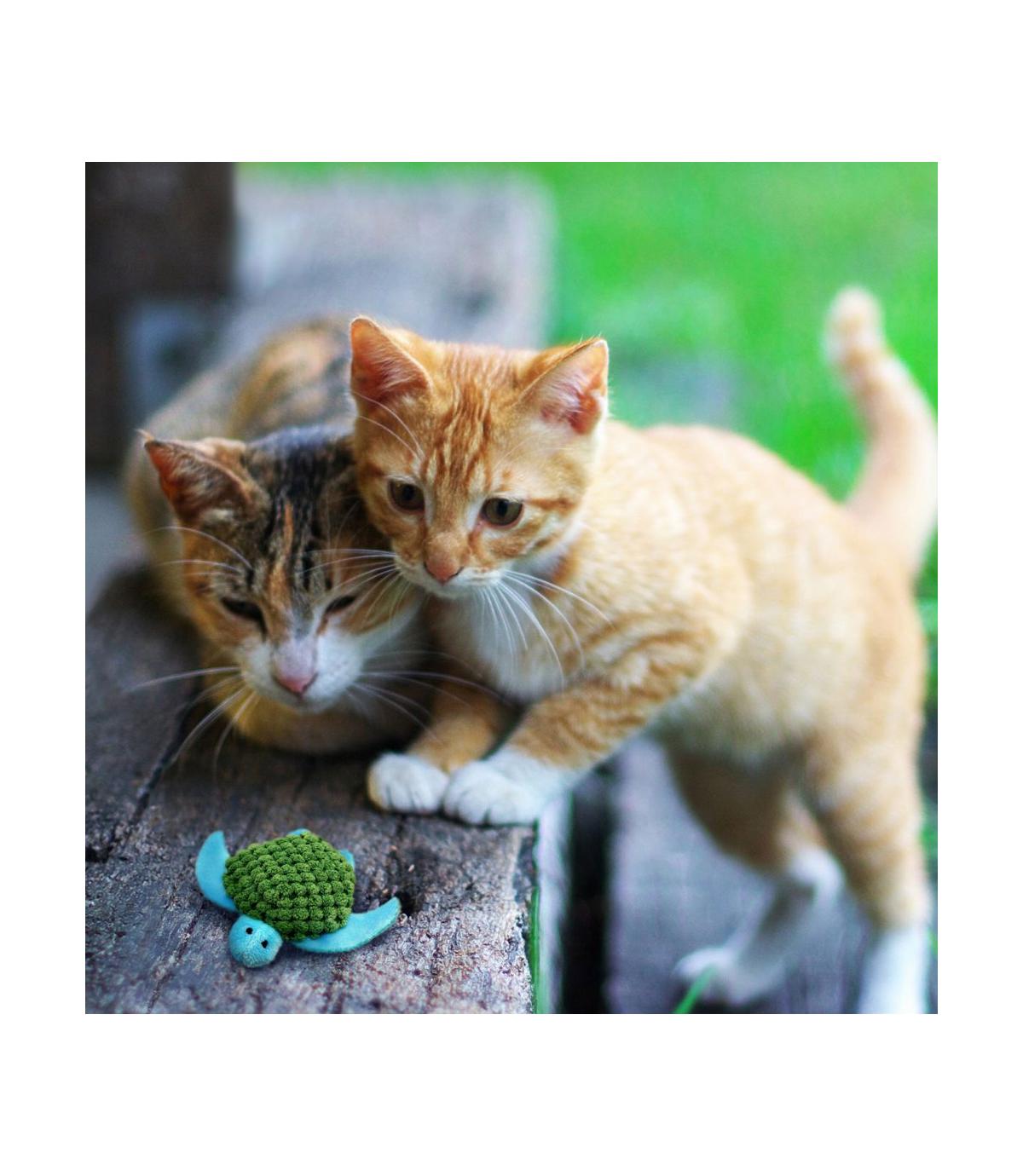 Refillables Turtle Kong Cat