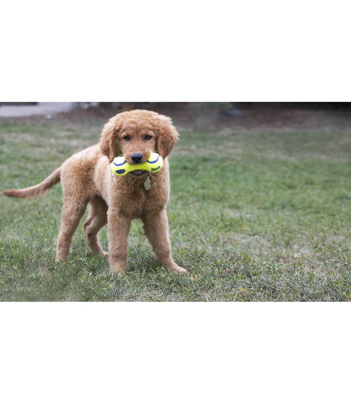 Airdog Squeaker Dumbbell L Kong