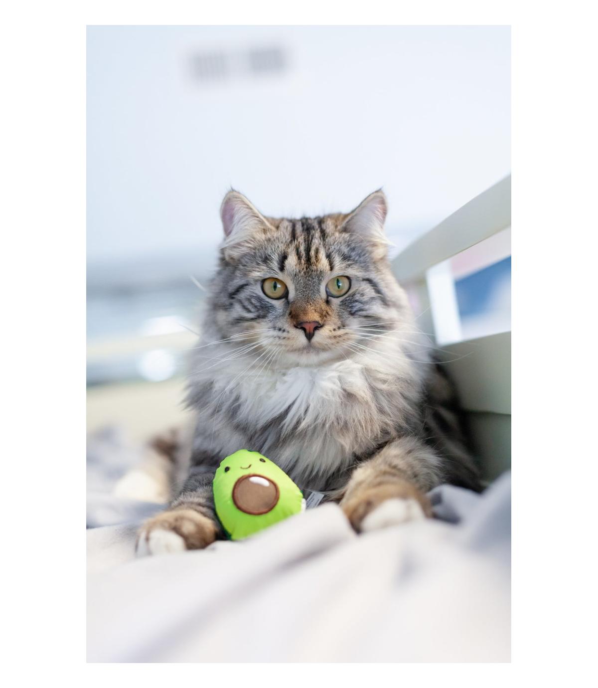 Petstages Lil' Avocato Dental Health