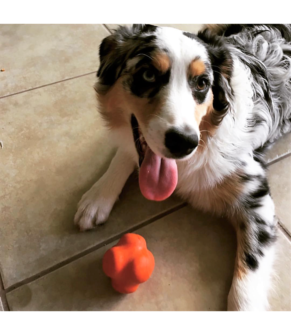 Crazy bounce L - zwariowana piłka dla psa