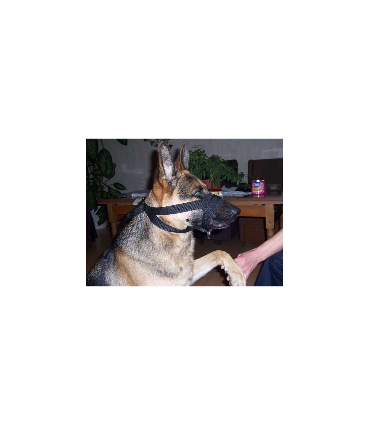 Kantar, obroża uzdowa, halti - regulowany