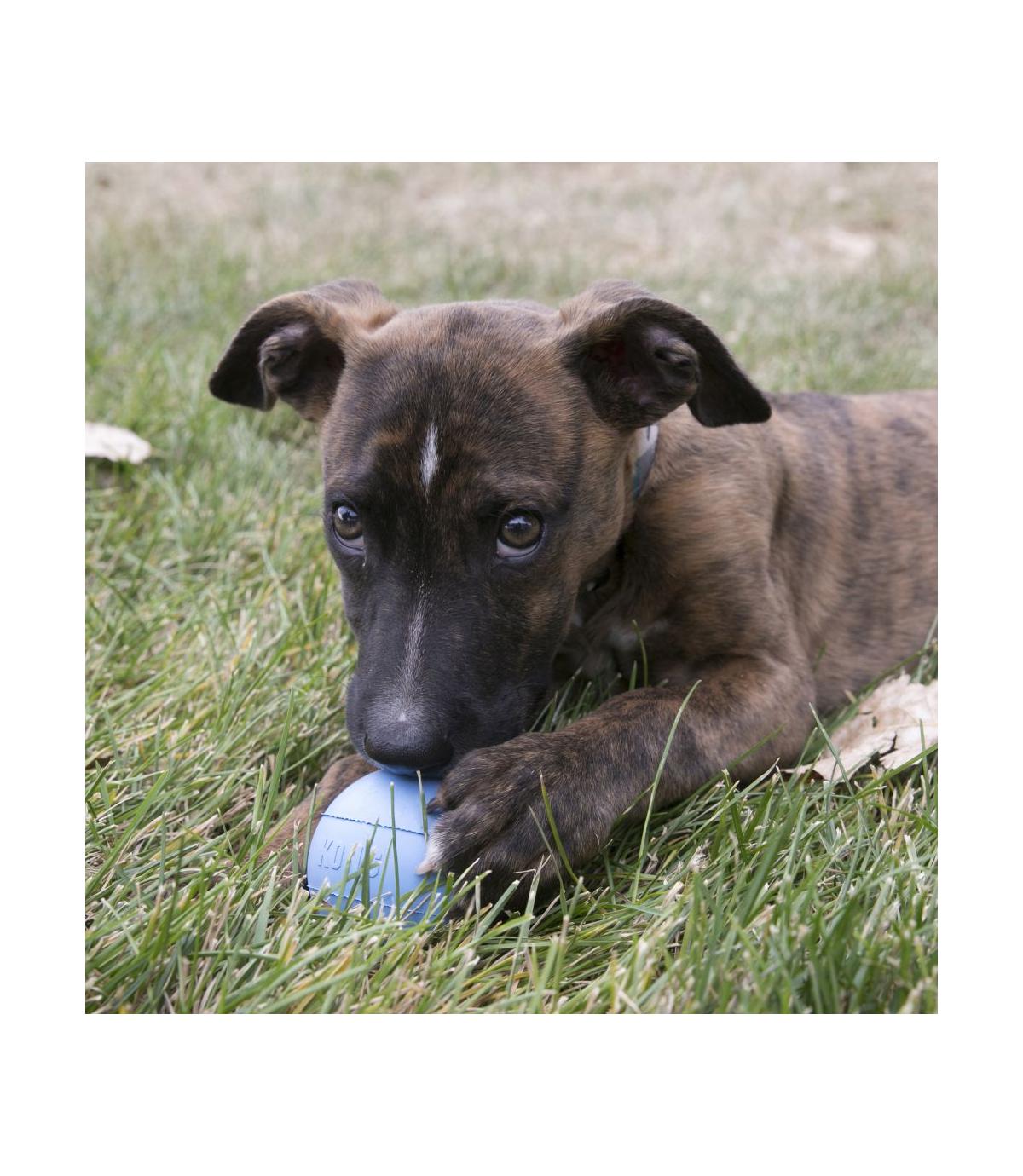 Puppy Ball with Hole M/L Kong