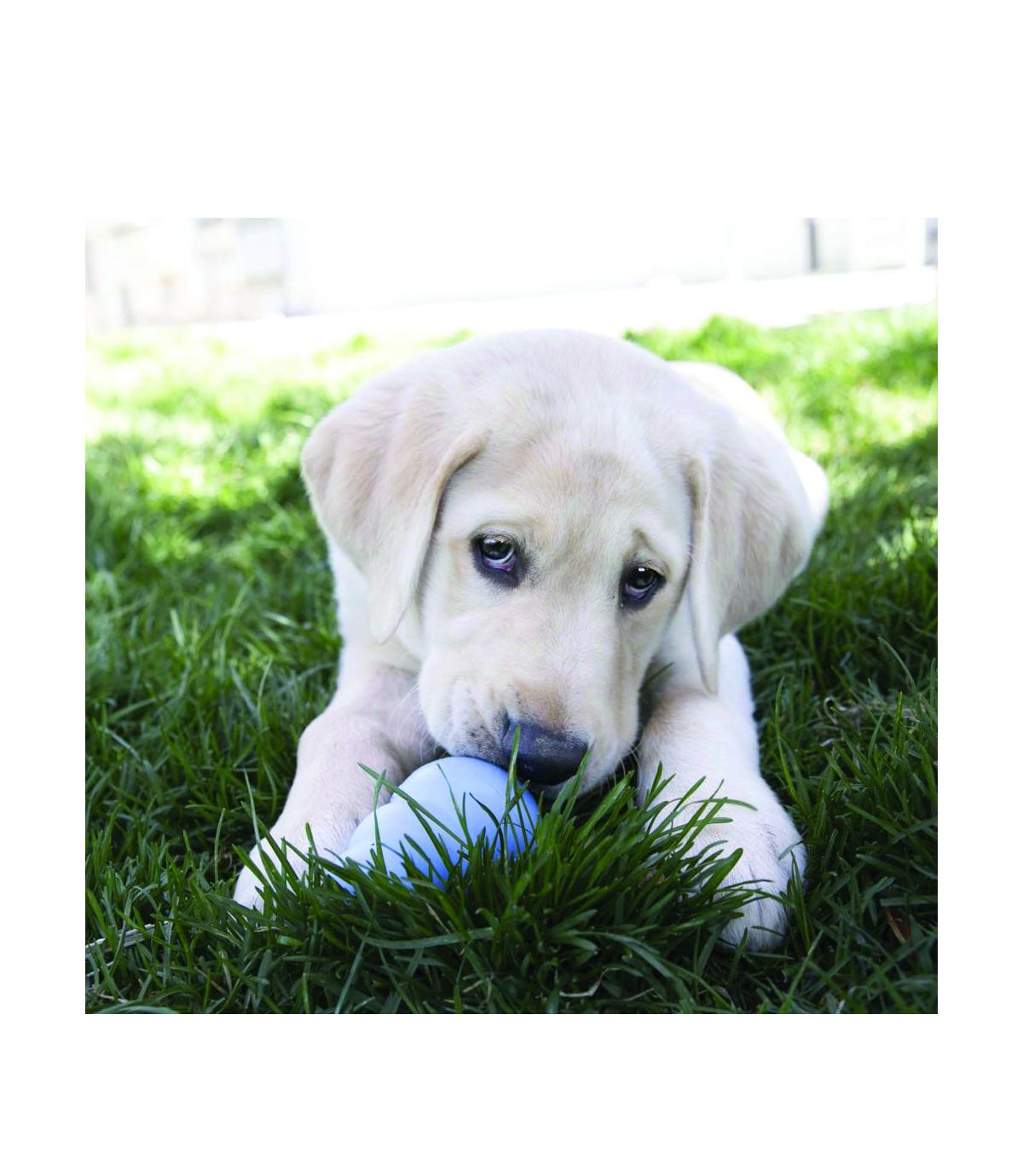 Snacks Puppy L 300g Kong