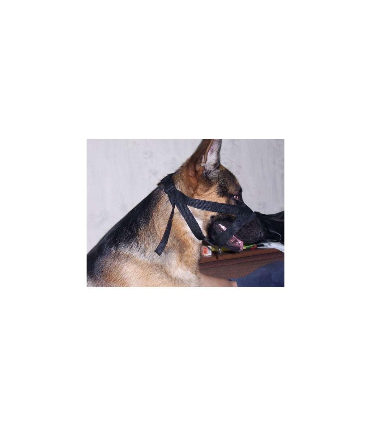 Kantar, obroża uzdowa, halti - regulowany