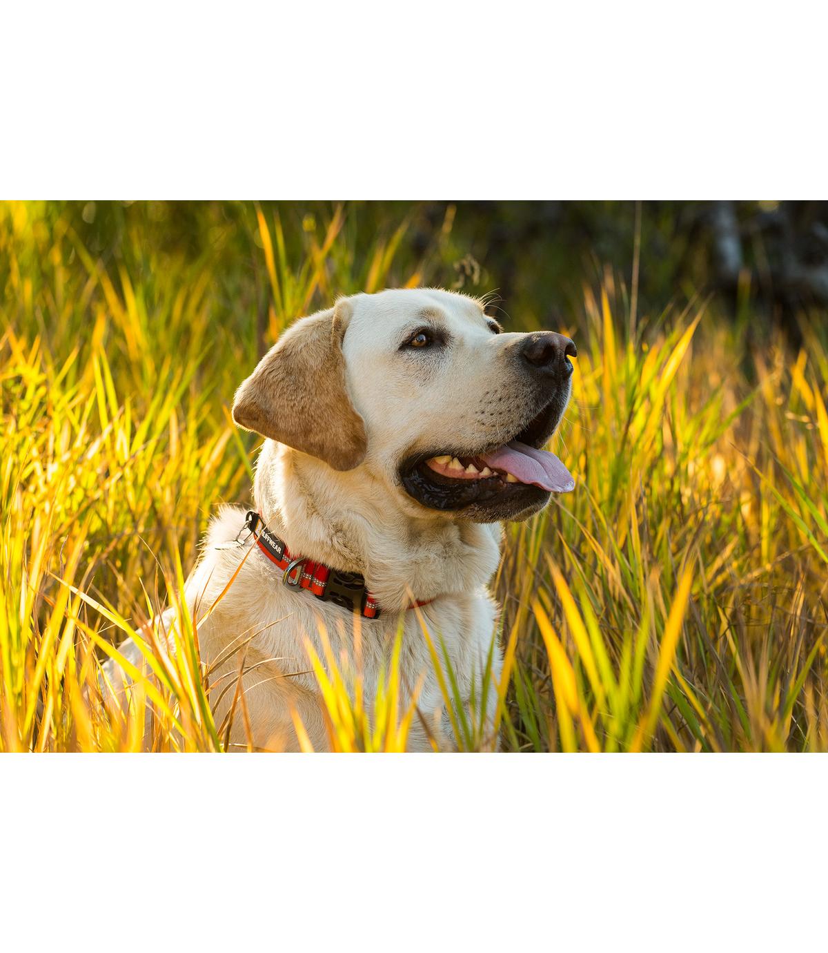 Obroża Ruffwear Crag - M - 36-51 cm