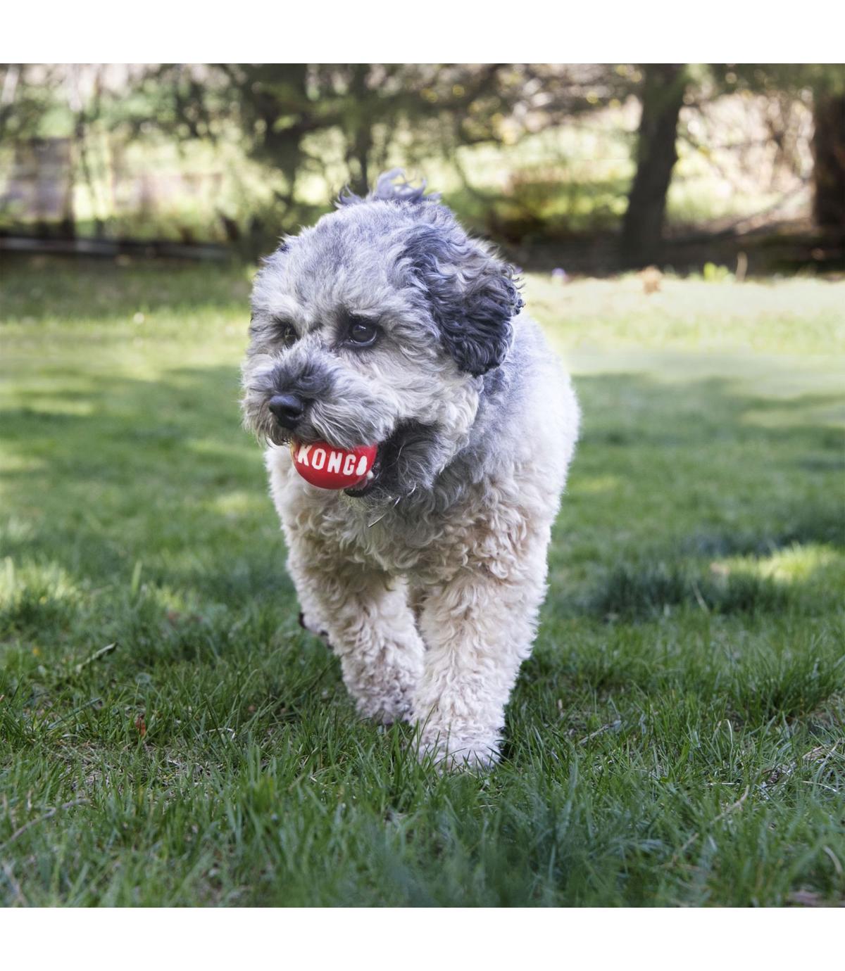 Signature Ball M 2 szt Kong