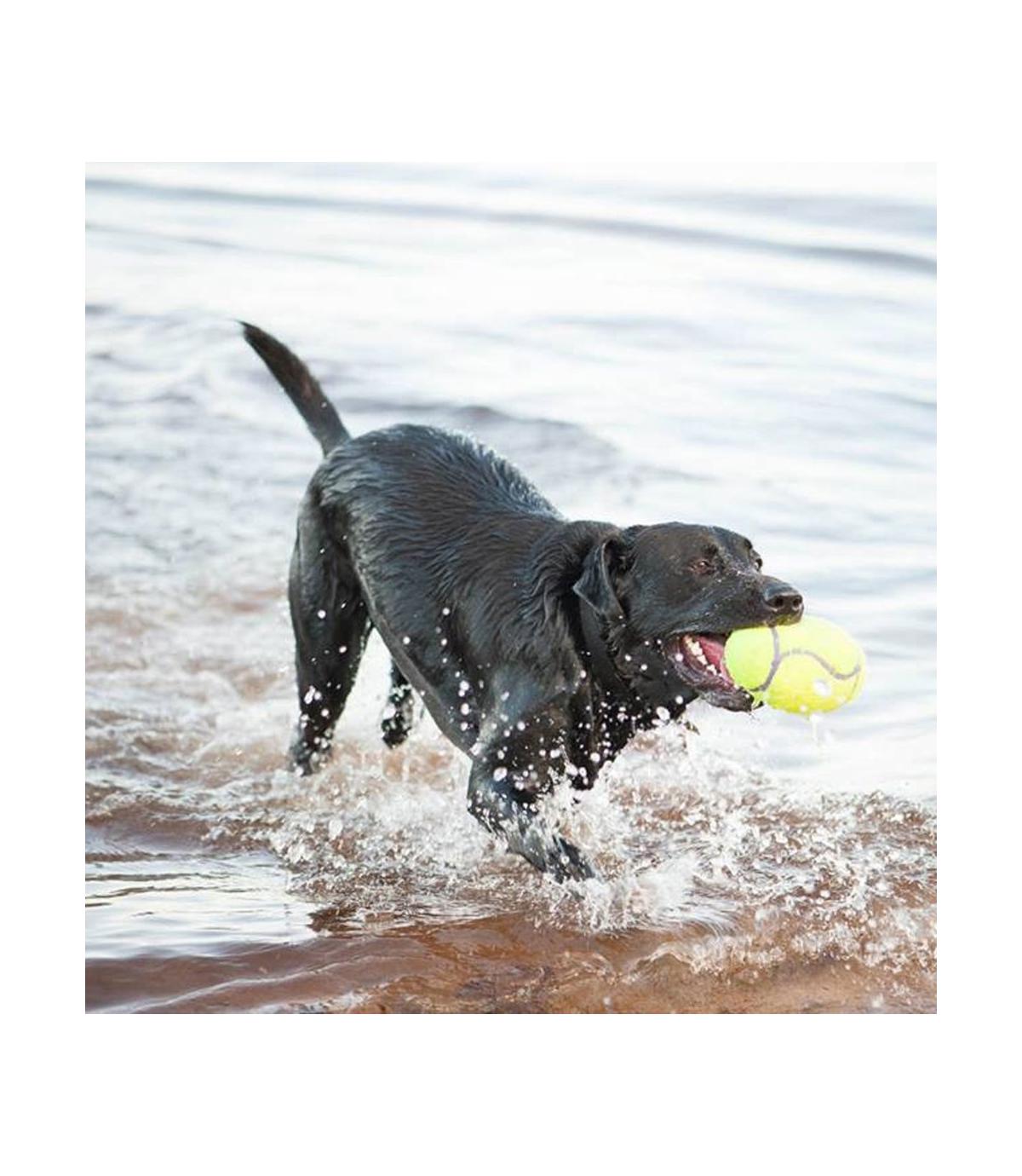 Airdog Squeaker Football S Kong