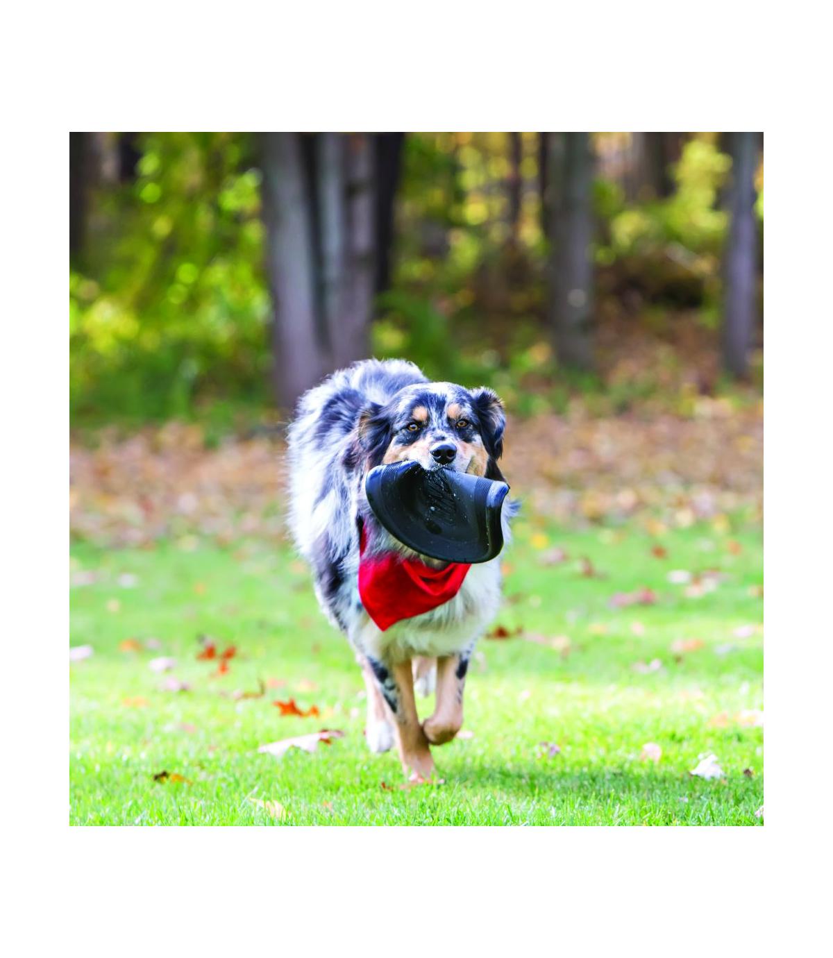 Extreme Flyer L Kong