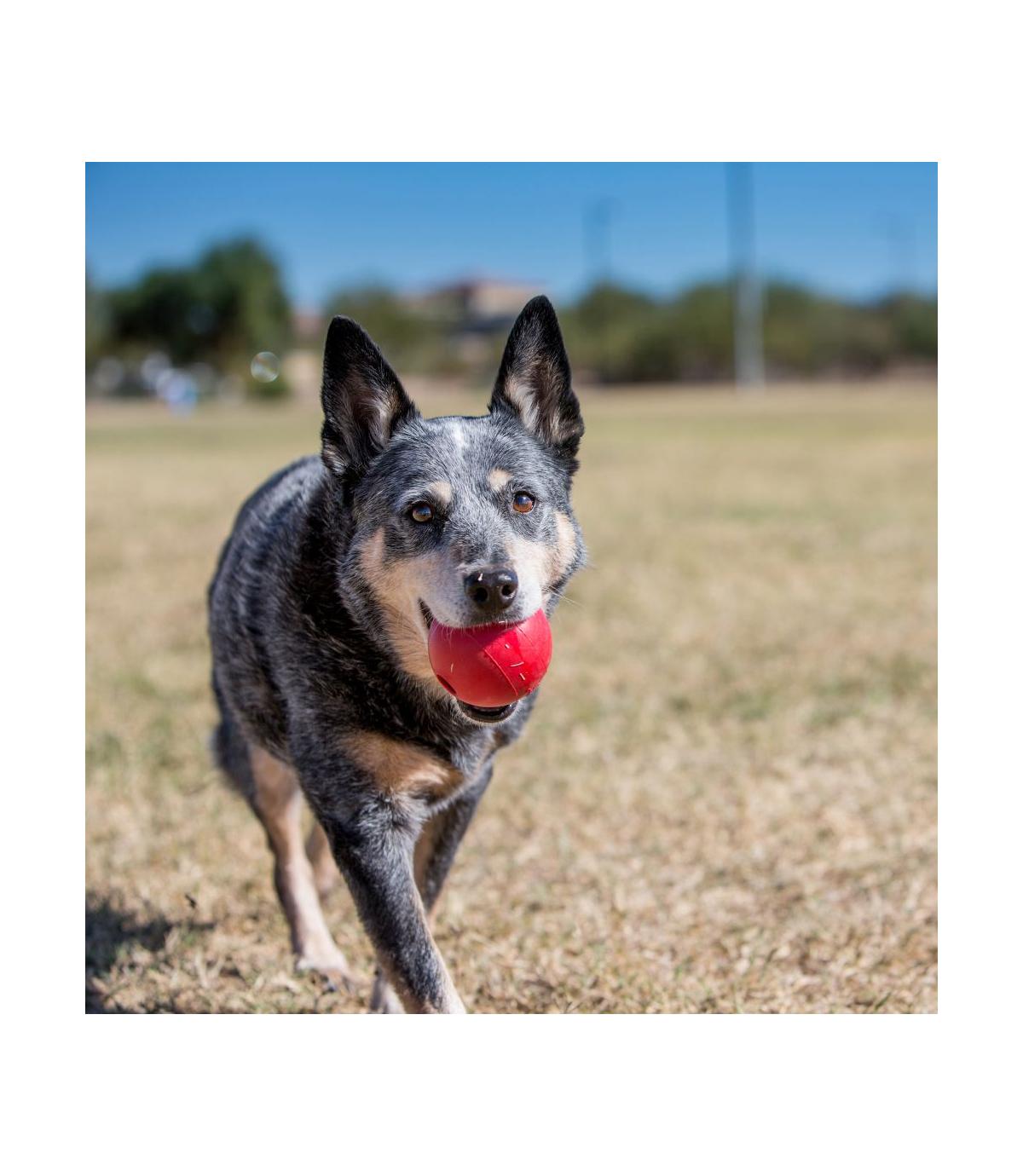 Ball with Hole M/L Kong