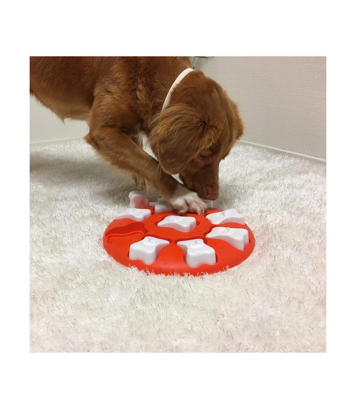 Dog Smart gra edukacyjna dla psa