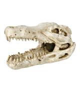 Czaszka krokodyla - 14cm