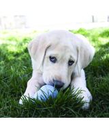 Snacks Puppy L 300g Kong