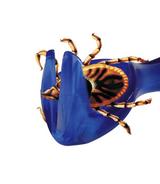 Przyrząd do usuwania kleszczy