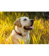 Obroża Ruffwear Crag - M - 36-51 cm