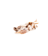 Ucho królicze z futrem