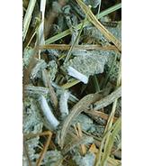 Sianko z szałwią 300g