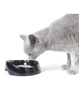 Miska Whisker Water 19x15x5cm