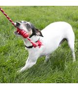 Dental with Rope S Kong