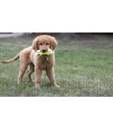 Airdog Squeaker Dumbbell M Kong