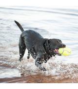 Airdog Squeaker Football S Kong