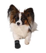 Buty dla psa Walker - rozmiar M