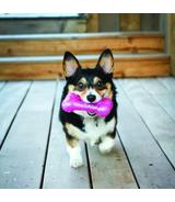 Squeezz Crackle Bone M Kong