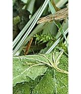 Sianko z melisą 300g