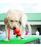 Wubba Wet XL Kong