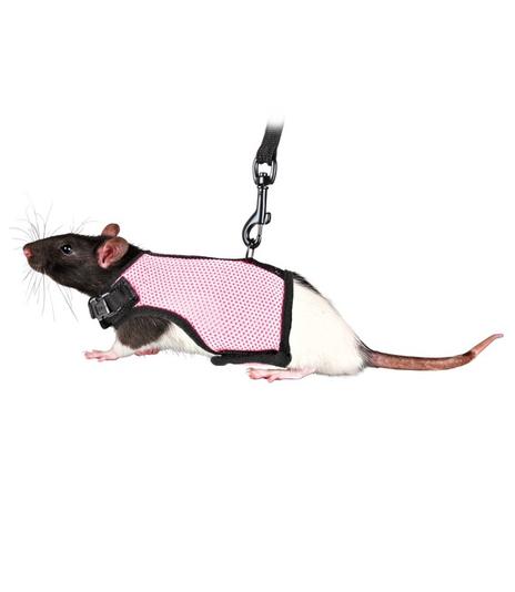 Szelki i smycz dla szczurka