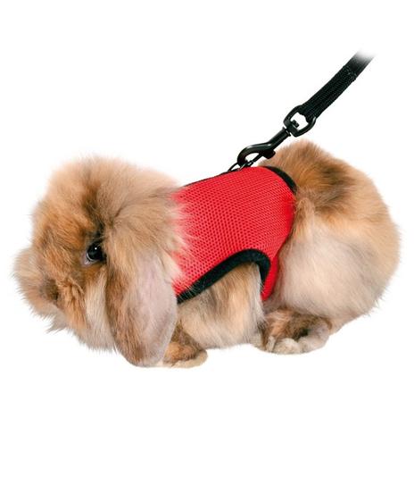 Szelki i smycz dla świnek morskich