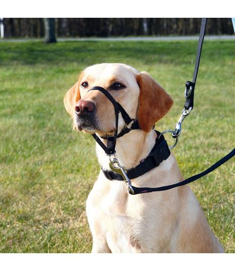 Kantar - Top Trainer - rozmiar XL/6