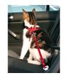 Szelki samochodowe - pasy dla kota